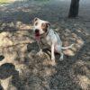 Margot - Un Anno (nata indicativamente il 1 Giugno 2024)  - Mix Amstaff  - Taglia: Media   Foto 5